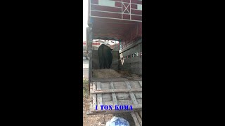 Sapi Brangus 1 Ton Koma [upl. by Livesay]