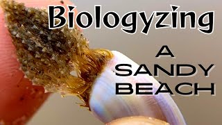 Biologyzing a Sandy Beach [upl. by Hephzipah]