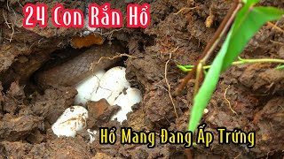 Kinh Khủng Con Hổ Mang Đang Ấp 11 Trứng Thêm 13 Con Hổ Vện  Mười Thương Săn Bắt [upl. by Wash]