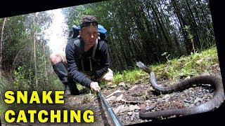 How to Catch Deadly Snakes Safely [upl. by Fonda]