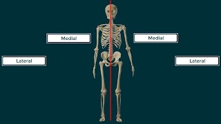 Términos Direccionales en Anatomía [upl. by Purdum]