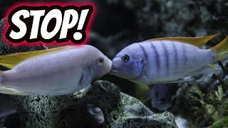 Top 9 Ways to Deal with Fish Aggression [upl. by Introk]