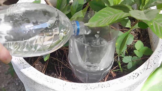 How to water plants when on vacation [upl. by Deny686]