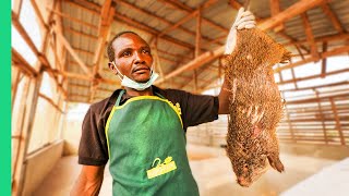 Nigeria’s Bushmeat Farms Eating Giant Rat with Miss Nigeria [upl. by Crockett]