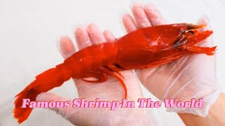 Famous Shrimp In The World  King of Crustaceans 👑🍤 [upl. by Ranip]