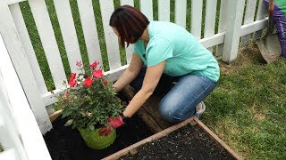 How To Plant A Landscape Rose Bush [upl. by Dyke310]