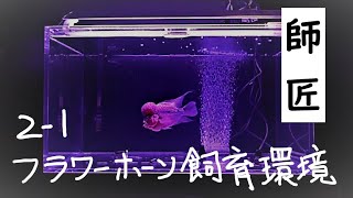 （21）フラワーホーン Flowerhorn（師匠）の10年かけて辿り着いた飼育環境を紹介します。熱帯魚 [upl. by Ressan]