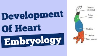 Heart development embryology in hindi  Rapid revision Anatomy [upl. by Llyrrad]