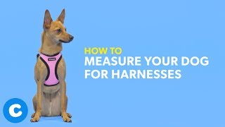 How to Measure a Dog for a Harness  Chewy [upl. by Novek250]