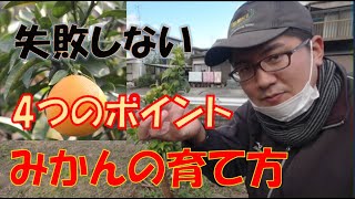 【愛媛のみかん農家が教える】みかんの1年生の育て方 【紅まどんな】VLOG 20123 [upl. by Xuerd26]