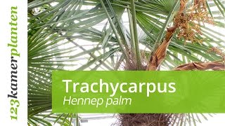 Trachycarpus onderhoud [upl. by Eardnoed609]