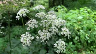 Doldenblütler im August Wilde Möhre Waldengelwurz Hundspetersilie Pastinske Wilder Fenchel [upl. by Liam]