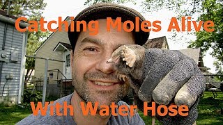 How To Catch Moles With A WATER HOSE [upl. by Melody]