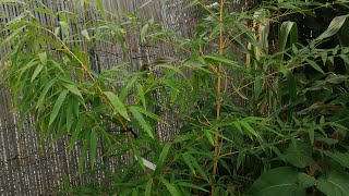 400 Bambus w ogrodzie  Phyllostachys Vivax 100820 [upl. by Nawud]