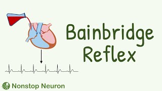 Bainbridge Reflex  How Increased Atrial Pressure Increases Heart Rate [upl. by Llenal]