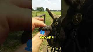 Surprising Trick to Calm Horses Ever Heard of These Earplugs [upl. by Bohun]