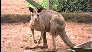 CANGURU MACROPUS GIGANTEUS EASTERN GREY KANGAROO Marsupiais ZOO de SÃO PAULO [upl. by Goldfarb221]