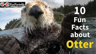 10 Fun Facts about Otter [upl. by Jane]