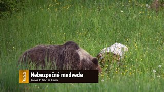 Nebezpečné medvede [upl. by Roth]