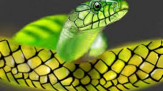 Snake as a Totem Personality Characteristics and LifePath Lessons [upl. by Hteb793]