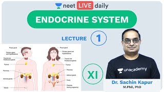 Endocrine System  Lecture 1  Class 11  Unacademy NEET  LIVE DAILY  NEET Biology  Sachin Sir [upl. by Alahc836]