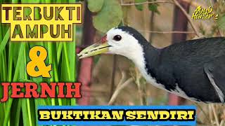 Suara Burung Wak Wak Betina [upl. by Yatnwahs]