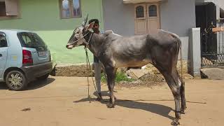 Milk teeth hallikar stud bull from Archakarahalli Village Ramanagara district [upl. by Natanhoj]