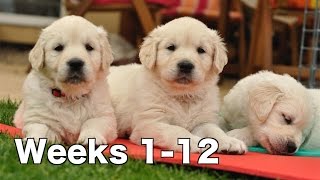 Golden Retriever Puppy Dogs Growing Weeks 112 [upl. by Ablasor]