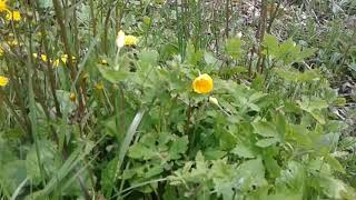 Wood poppy vs greater celandine identification [upl. by Akiria]