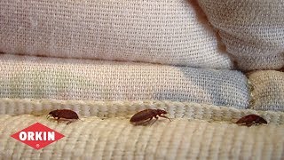 Bed Bug Basics  Orkin Commercial Services [upl. by Deni125]