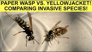 YELLOWJACKET VS PAPER WASP RESCUING QUEENS AND COMPARING INVASIVE SPECIES VESPULA AND POLISTES [upl. by Engleman]