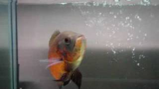 Oscar fish displaying personality [upl. by Millda]