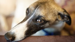 Getting to Know the Whippet Breed History and Origins [upl. by Winchell]