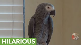 Sympathetic parrot reacts to owners cough [upl. by Zink402]