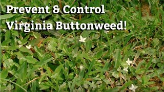 Controlling Virginia Buttonweed  Lawn Care Tips amp Weed Prevention [upl. by Dulci]