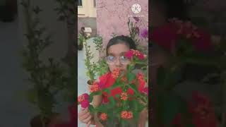 My lantana plant nature youtubeshort [upl. by Mandle]