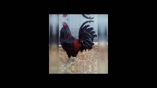 Black mcrae gamefowl breed [upl. by Sassan]