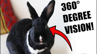 12 Most Fascinating Facts About Rabbits [upl. by Anotyad]