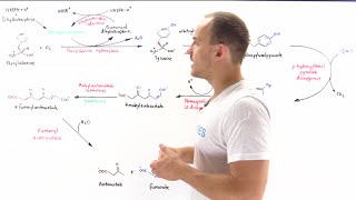 Metabolism of phenylalanine and tyrosine [upl. by Dammahom]