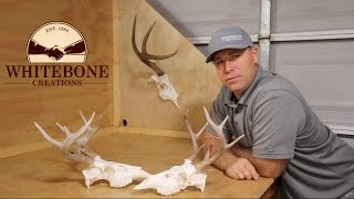 HOW TO CLEAN A WHITETAIL DEER SKULL quotGRAPHICquot [upl. by Arrac]