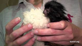 Black lion tamarin birth at Durrell Wildlife park [upl. by Wightman]