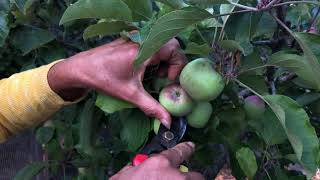 How To Thin Your Apple Trees [upl. by Schubert]