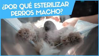 ¿POR QUÉ ESTERILIZAR A LOS PERROS MACHO 🥚 🥚 Veterinario Online [upl. by Lehcsreh]