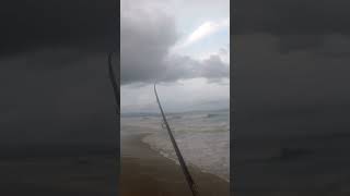 Awesome Bronze Whaler on Seven Mile Beach [upl. by Ardnoel]