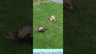 Ferrets Playing Outside shorts [upl. by Swamy]