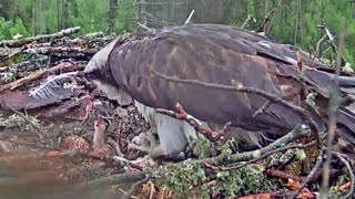 Kalakotkas 2Finally fish by Ivo Iiris is eating and feeding her chick111 PM 20210523 [upl. by Nelloc]