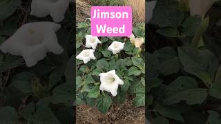 Jimson Weed [upl. by Annyahs]