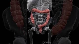 Journey Through Colon Peristalsis anatomy meded biology [upl. by Eletnahc687]