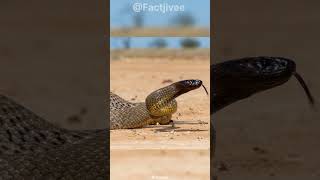 Inland Taipan  The Most Venomous Snake On Earth [upl. by Leirvag]