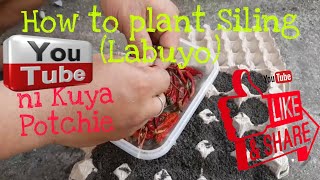 How To Plant Siling Labuyo from Seeds to Plants in My Mini Garden🌱 [upl. by Yruok]